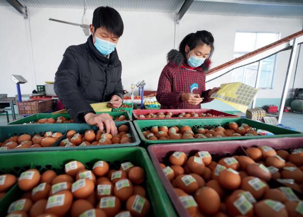 >> 山東省鄒平市永強(qiáng)畜牧合作社農(nóng)民在雞蛋上粘貼農(nóng)產(chǎn)品合格證二維碼，掃碼可 查驗(yàn)、追溯農(nóng)產(chǎn)品質(zhì)量安全信息。