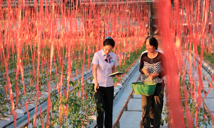 中國農業銀行浙江金華東陽支行客戶經理走訪智慧農場，了解作物生長情況。