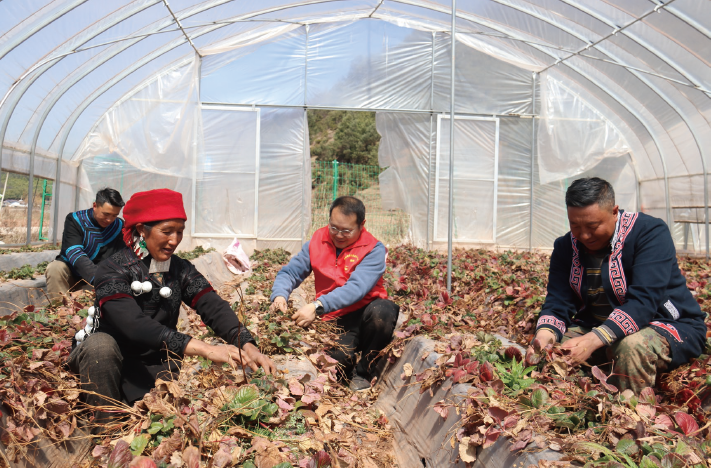 2025年2月,四川省昭覺縣煙草專賣局( 分公司) 派駐第一書記( 右二) 組織村民 給草莓打葉除草。