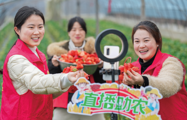2025年2月27日，浙江省湖州市長興縣畫溪街道包橋中心幼兒園青年 黨員志愿者，用網絡直播銷售新鮮草莓。