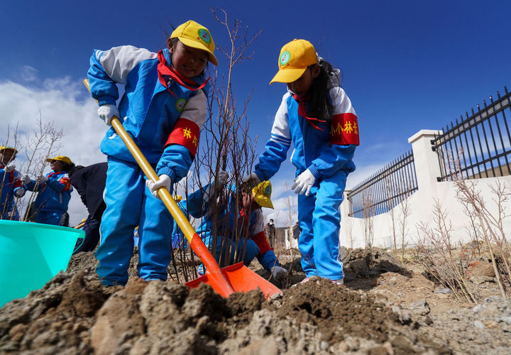 2025年4月25日，西藏那曲市小學生在植樹。新華社記者 晉美多吉 攝